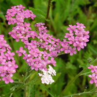 Achillea millefolium 'Summer Pastels Mix'